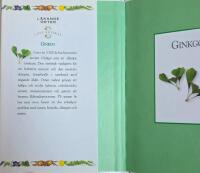 Ginkgo : Ginkgo biloba