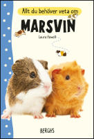Allt du beh&ouml;ver veta om marsvin