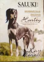 Salukibladet nr 1 2010