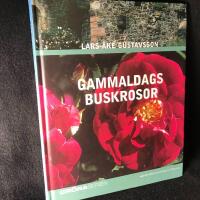 Gammaldags buskrosor