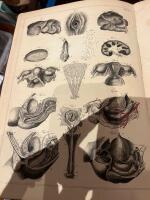 Hand-Atlas der Anatomie des Menschen